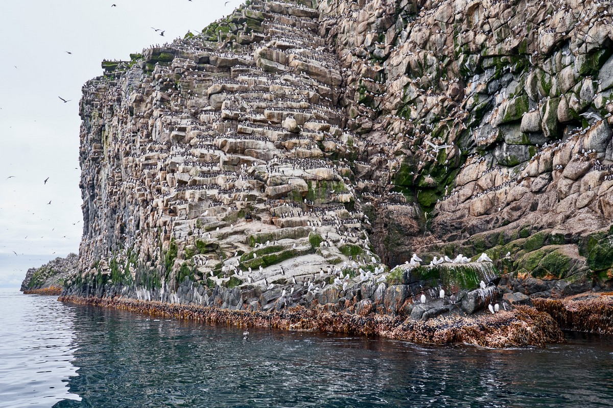 Toporkov island, Commander Islands (остров Топорков, Командорские острова)